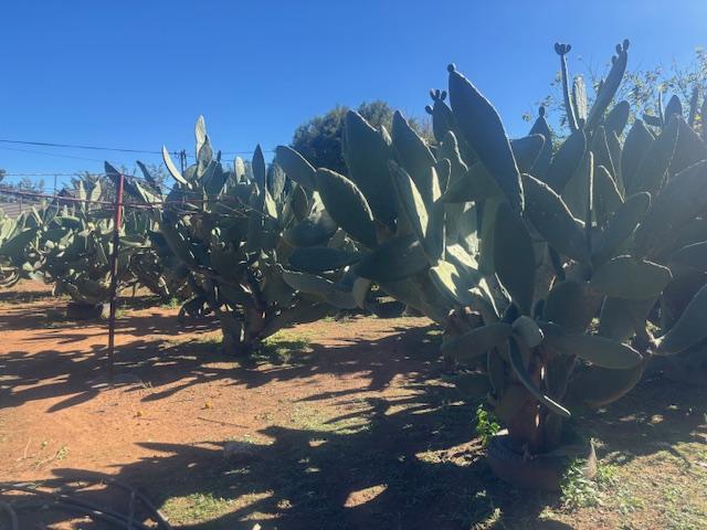 3 Bedroom Property for Sale in Wolmaransstad North West